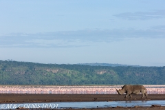 rhinocéros blanc / white rhino