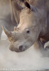 rhinocéros blanc / white rhino