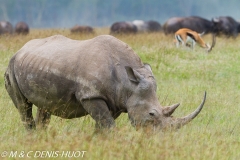 rhinocéros blanc / white rhino
