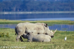 rhinocéros blanc / white rhino