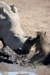 rhinocéros blanc / white rhino