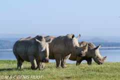 rhinocéros blanc / white rhino