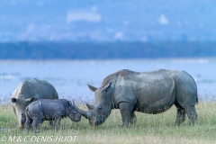 rhinocéros blanc / white rhino