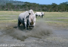 rhinocéros blanc / white rhino