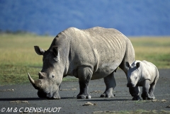 rhinocéros blanc / white rhino