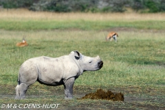 rhinocéros blanc / white rhino