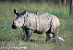 rhinocéros blanc / white rhino