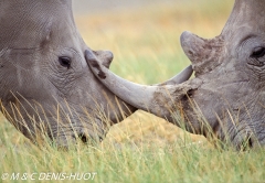 rhinocéros blanc / white rhino