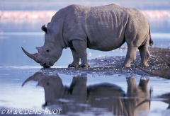 rhinocéros blanc / white rhino