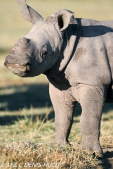 rhinocéros blanc / white rhino