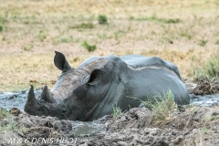 rhinocéros blanc / white rhino