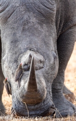 rhinocéros blanc / white rhino