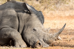 white rhino