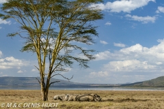 rhinocéros blanc / white rhino