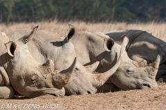 rhinocéros blanc / white rhino