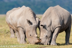 rhinocéros blanc / white rhino