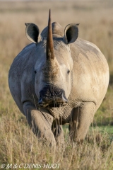 rhinocéros blanc / white rhino