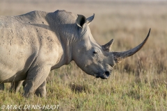 rhinocéros blanc / white rhino