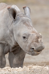 rhinocéros blanc / white rhino