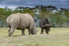 rhinocéros blanc / white rhino