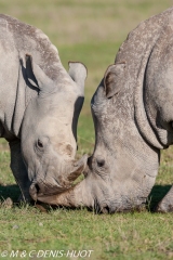 rhinocéros blanc / white rhino