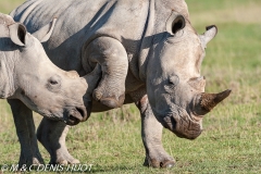 rhinocéros blanc / white rhino