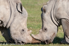 rhinocéros blanc / white rhino