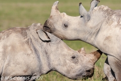 rhinocéros blanc / white rhino