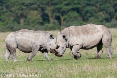 rhinocéros blanc / white rhino