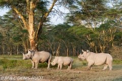 rhinocéros blanc / white rhino