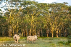 rhinocéros blanc / white rhino