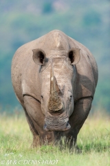 rhinocéros blanc / white rhino