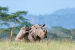 rhinocéros blanc / white rhino