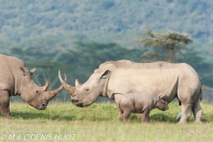 rhinocéros blanc / white rhino