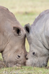 rhinocéros blanc / white rhino