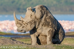 rhinocéros blanc / white rhino