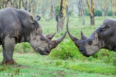 rhinocéros blanc / white rhino