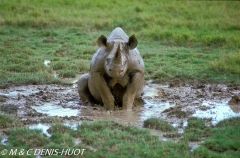 rhinocéros noir / black rhino