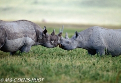 rhinocéros noir / black rhino