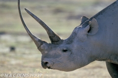 rhinocéros noir / black rhino