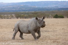 rhinocéros noir / black rhino