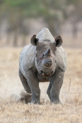 rhinocéros noir / black rhino