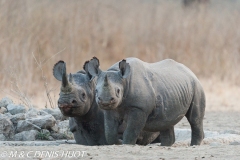 rhinocéros noir / black rhino