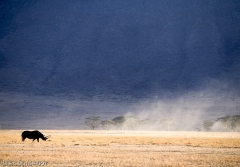 rhinocéros noir / black rhino