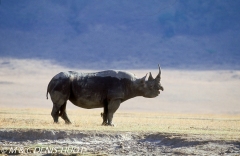 rhinocéros noir / black rhino