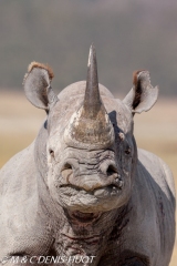 rhinocéros noir / black rhino