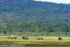 rhinocéros noir / black rhino