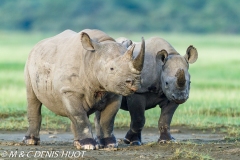 rhinocéros noir / black rhino