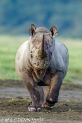 rhinocéros noir / black rhino