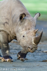 rhinocéros noir / black rhino